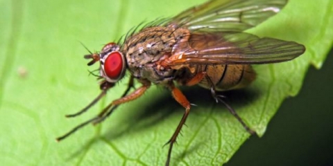 Lukova muha - kako se nositi s njom